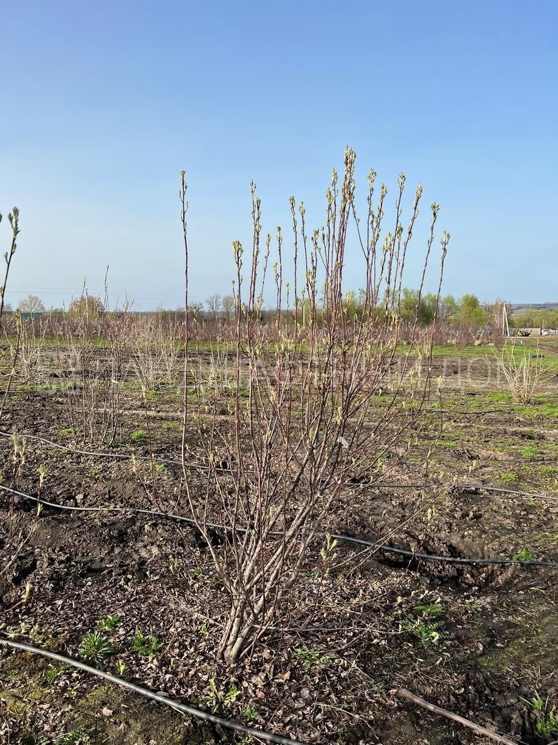 Ирга овальнолистная sol купить в Москве из питомника по доступной цене